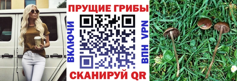 Галлюциногенные грибы Psilocybe  Курган 